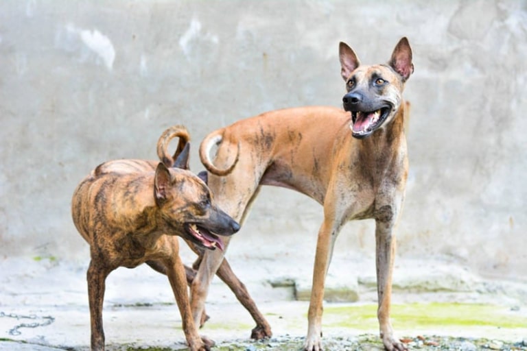 Trại chó Phú Quốc hội tụ rất nhiều chủng chó xoáy khác nhau