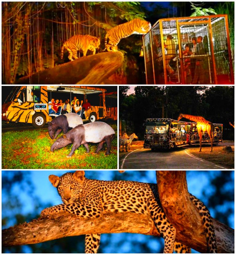 Night Safari tại FLC Quảng Bình