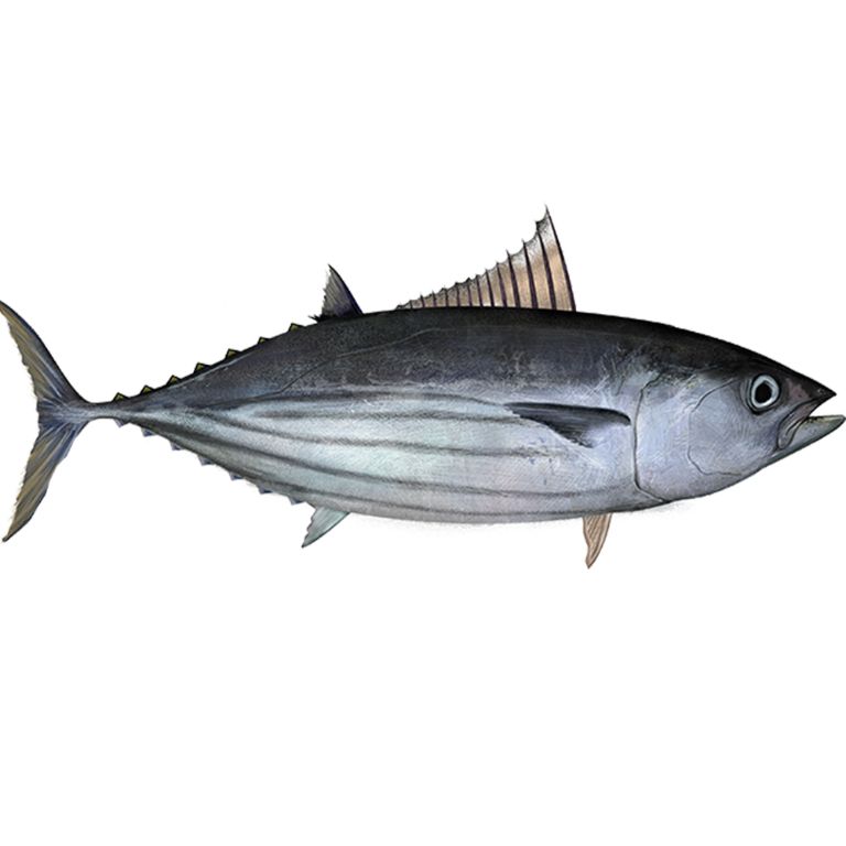 Cá ngừ sọc dưa