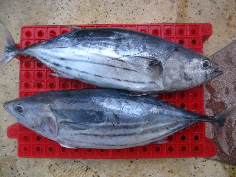 Cá ngừ sọc dưa