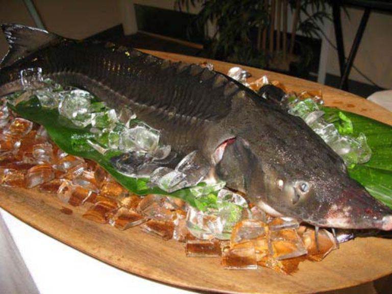 Cá tầm ở hải sản tươi sống Nguyên Anh thực sự rất đáng thử. Thực phẩm này là một phần không thể thiếu tại cửa hàng.