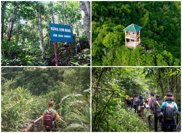 Mọi người sẽ được tự mình đi bộ xuyên qua cánh rừng nguyên sinh Kim Giao để ngắm nhìn đa dạng động thực vật tại đây 