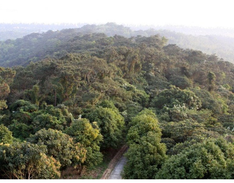 Rừng chõi trên đảo Cô Tô là một trong những cánh rừng nguyên sinh lớn nhất Việt Nam.