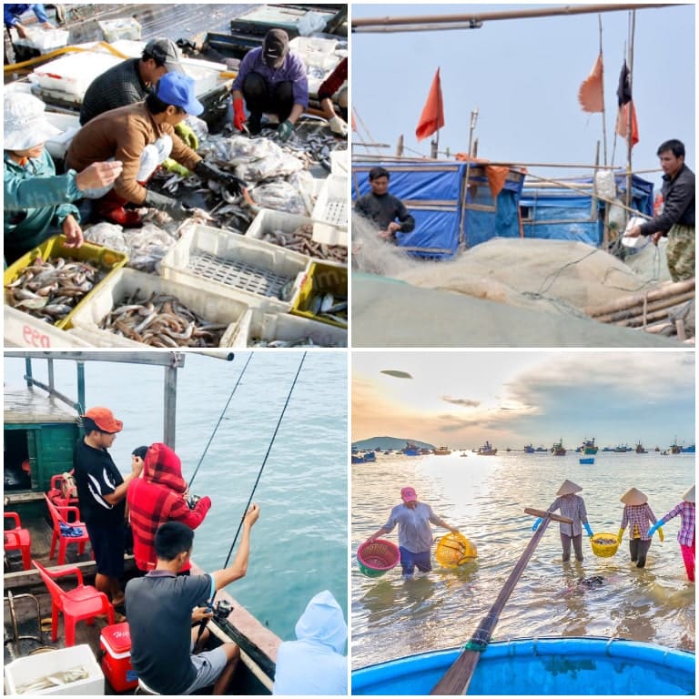 Du khách sẽ trải nghiệm hoạt động khai thác, chế biến các loại hải sản đặc trưng đảo Cô Tô