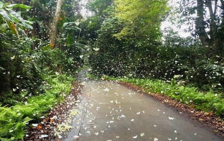 Vườn quốc gia Cúc Phương rợp trời sắc trắng của bướm