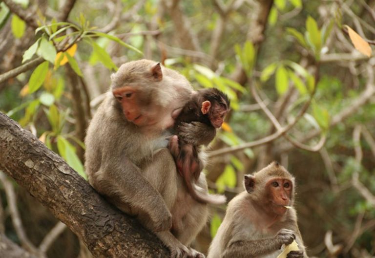 Đảo có chu vi khoảng 3 km với 20 chú khỉ, vooc quý sinh sống 