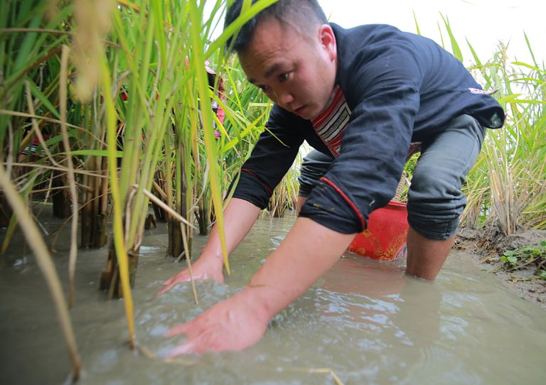 Cá chép ruộng Bản Phùng là món ăn đặc sản thường được mang đi nướng để giữ nguyên vị ngọt 