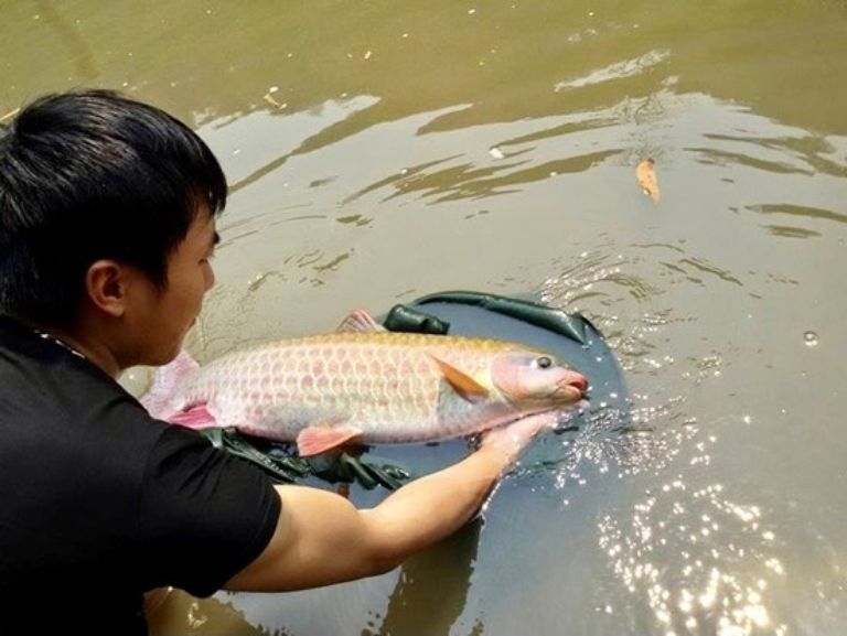 Những con cá bỗng Hà Giang nuôi lâu năm có giá vô cùng đắt đỏ.