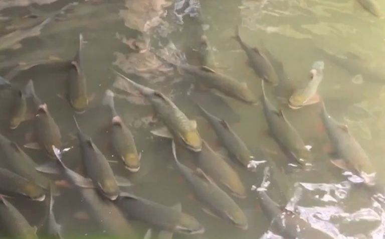 Cá bỗng Hà Giang được nuôi bằng nguồn nước sạch dẫn từ suối đầu nguồn về. 