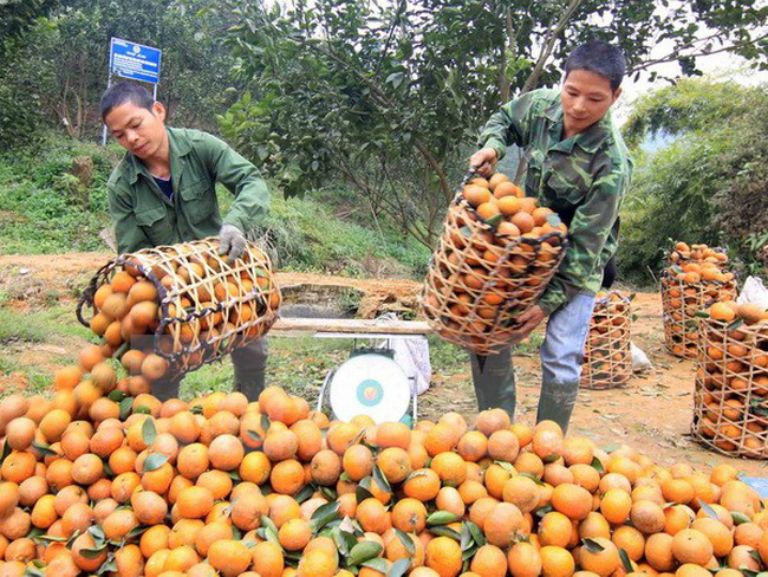 Trồng cam là công việc chính của nhiều hộ dân ở Bắc Quang hiện nay.