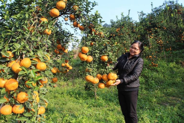 Bắc Quang là vùng trồng cam lớn của tỉnh và cả nước. 