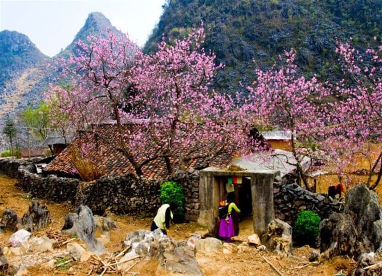 Cao nguyên đá Đồng Văn Hà Giang đều khoác lên mình những chiếc áo khác nhau vào mỗi mùa hoa nở.
