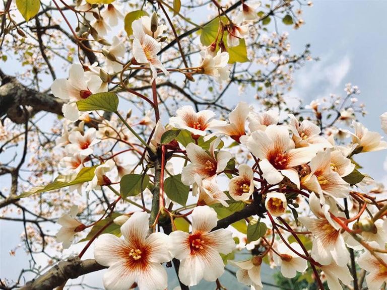 Hoa trẩu nổi bật với sắc trắng tinh khôi tại cao nguyên đá Đồng Văn khi mùa hè sang. 