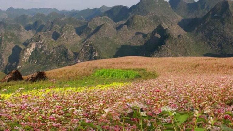 Khách du lịch trong nước và quốc tế không khỏi thích thú khi được hòa mình vào thiên nhiên đất trời tươi đẹp tại Hà Giang