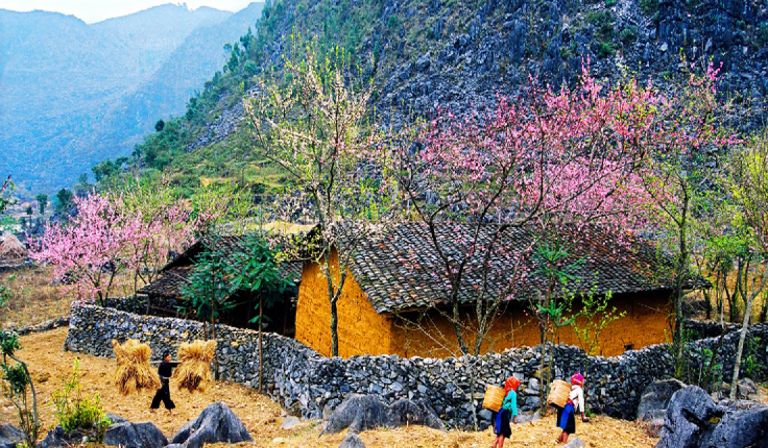 Hình ảnh mùa xuân ở Hà Giang với sắc màu của hoa rừng và không khí trong lành, không gian yên tĩnh