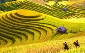 Hoàng Su Phì là địa điểm du lịch Hà Giang lý tưởng trong mỗi mùa lúa chín khi có những cánh đồng lúa đẹp như tranh vẽ.