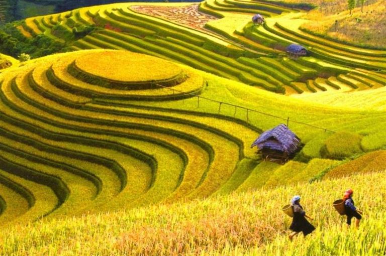 Hoàng Su Phì là địa điểm du lịch Hà Giang lý tưởng trong mỗi mùa lúa chín khi có những cánh đồng lúa đẹp như tranh vẽ. 