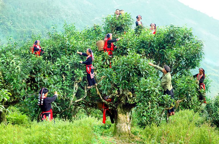 Hình ảnh người nông dân ở đỉnh Tây Côn Lĩnh đang thu hoạch chè shan tuyết để chế biến thành món đặc sản Hà Giang mua làm quà