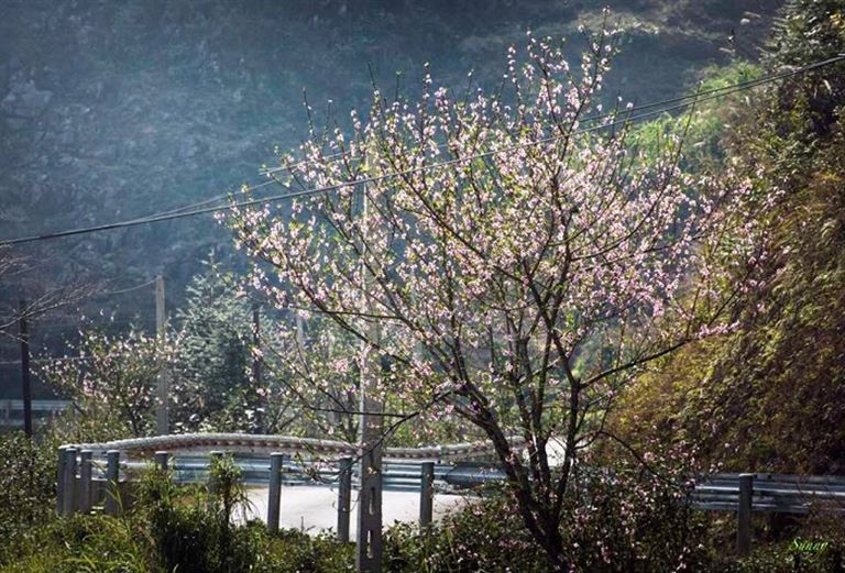 Dốc Thẩm Mã mùa xuân sẽ đem đến cho bạn những thước cảnh tươi xanh cùng các loài hoa đào, mận xinh xắn