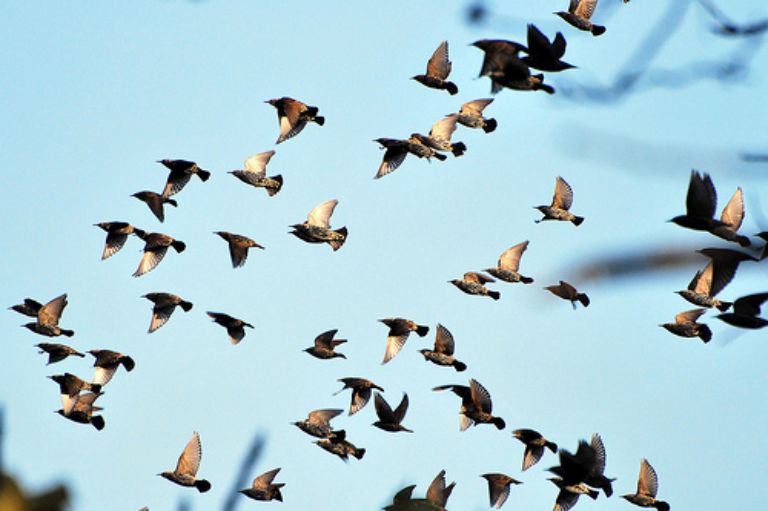 Đàn chim Én bay về động Én Hà Giang làm tổ báo hiệu xuân về. (Nguồn: danchua.org)