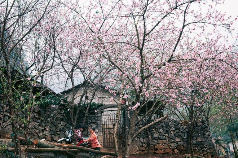 Không gian Đồng Văn Hà Giang được bao phủ bởi sắc hồng tươi trẻ của hoa đào khi mùa xuân về 