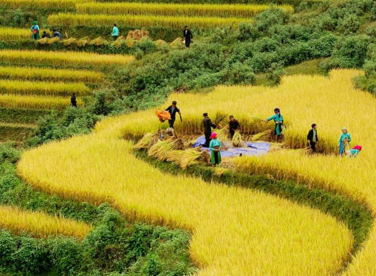 Người dân hào hứng thu hoạch những mẻ lúa chín vàng đầu tiên khi mùa thu tới 