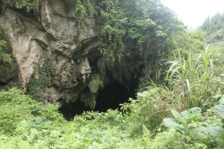Lối vào hang được bao phủ bởi các loại dây leo. 
