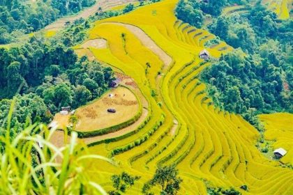 Ruộng bậc thang được coi là tài sản quý báu nhất của Hoàng Su Phì Hà Giang, thu hút hàng nghìn lượt khách du lịch mỗi mùa lúa chín.