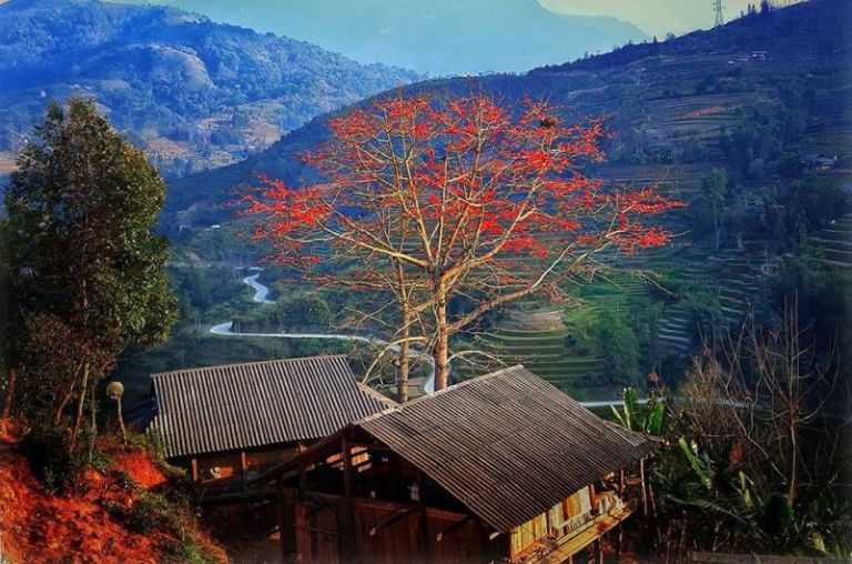 Vào mùa xuân, hoa gạo ở Hà Giang nở đỏ rực một vùng núi rừng hùng vỹ