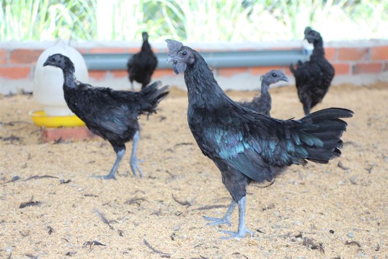 Gà đen trước kia là giống gà quý hiếm, khó mua những vì có công dụng tốt nên đã được nhân giống và kinh doanh.