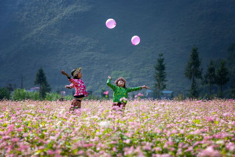 Tỉnh Hà Giang đã phải chuẩn bị cẩn thận, trồng các cánh đồng hoa tam giác mạch để hoa ra đúng độ diễn ra lễ hội 