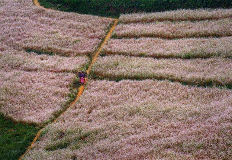 Lô Lô Chải tràn ngập sắc tím hồng của những cánh đồng hoa tam giác mạch tím biếc trải dài tít tắp