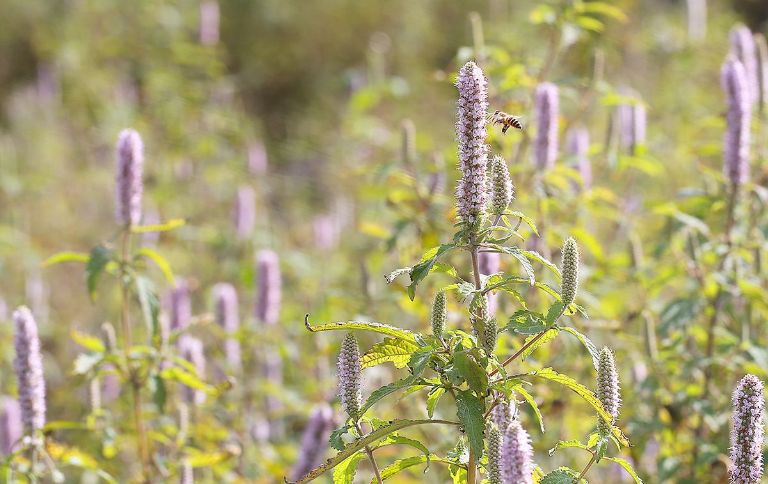 Mật ong bạc hà có nguồn gốc từ loài hoa bạc hà chỉ nở rộ vào tháng 7, tháng 8, rất thơm và tốt cho sức khỏe