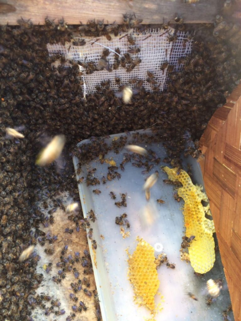 Người làm nghề vô cùng vất vả khi phải theo dõi sát sao tổ ong để tránh hiện tượng ong đánh nhau