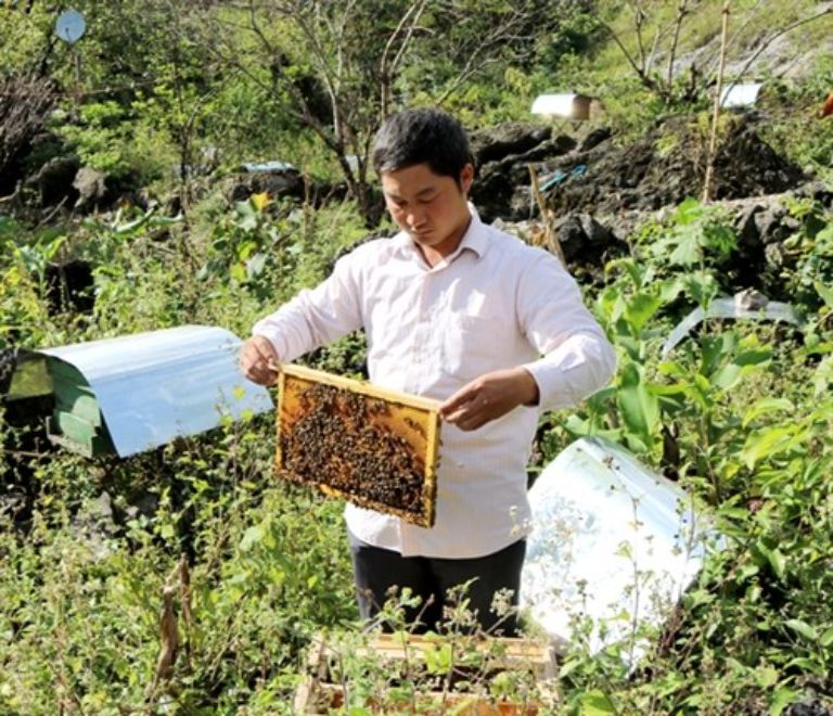 Nghề mật ong bạc hà đang rất phát triển trên địa bàn tỉnh, được chú trọng với diện tích nuôi ong vô cùng lớn 