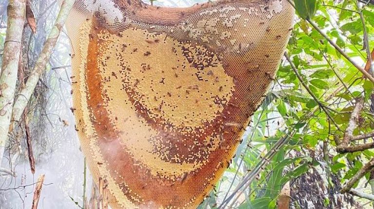 Loài ong được nuôi là ong ta, cho ra chất lượng mật ong tuyệt hảo, có hương vị đặc trưng riêng 