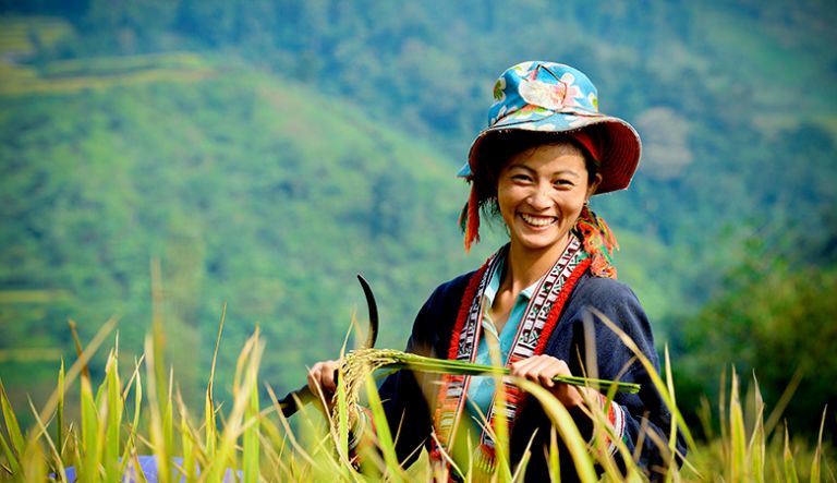 Cô gái dân tộc rạng rỡ trong bộ trang phục truyền thống thu hoạch lúa chín. 