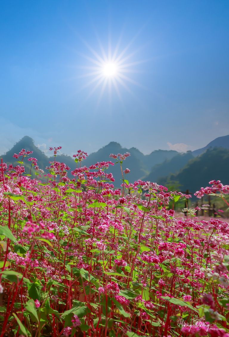 Hoa tam giác mạch nở rộ dưới ánh nắng mặt trời và xua tan đi không khí ảm đạm ở Quản Bạ Hà Giang