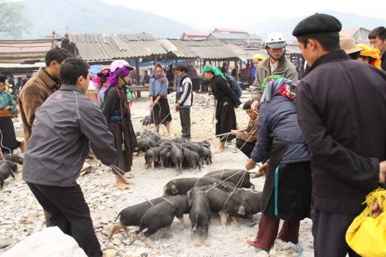 Chợ Đồng Văn, Yên Minh, Xín Mần là những phiên chợ bán nhiều lợn cắp nách tại Hà Giang.