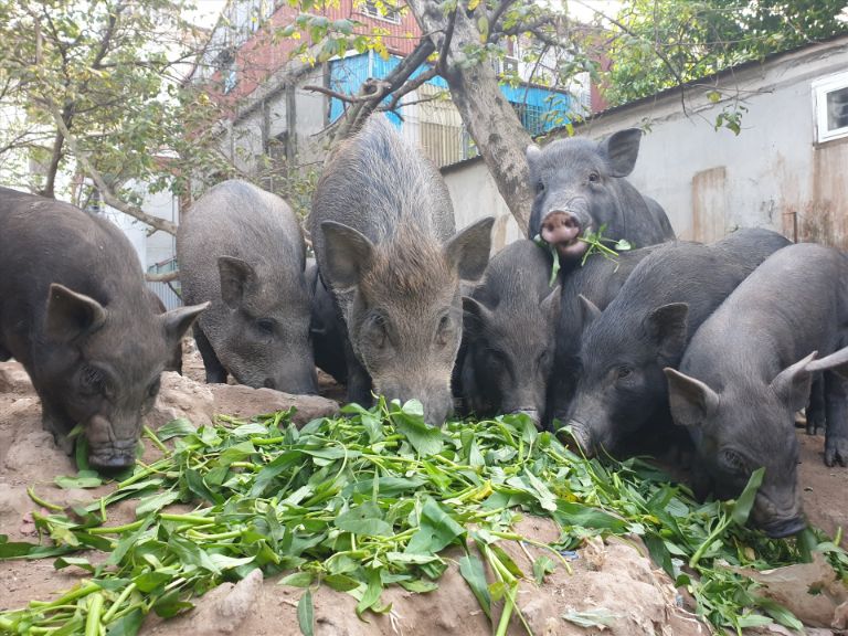 Lợn cắp nách chỉ ăn rau củ tự nhiên, không nuôi bằng cám.
