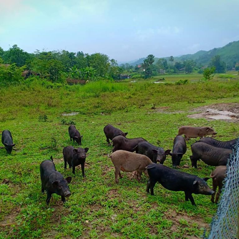 Lợn cắp nách Hà Giang được chăn thả tự nhiên tại khu vực chân đồi.