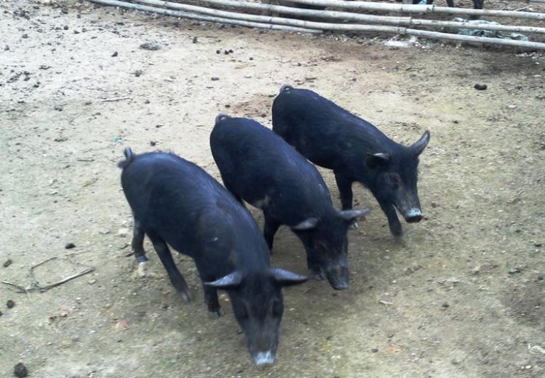 Có thể nhận biết lợn cắp nách ngon qua hình dáng bên ngoài và các hoạt động của chúng.
