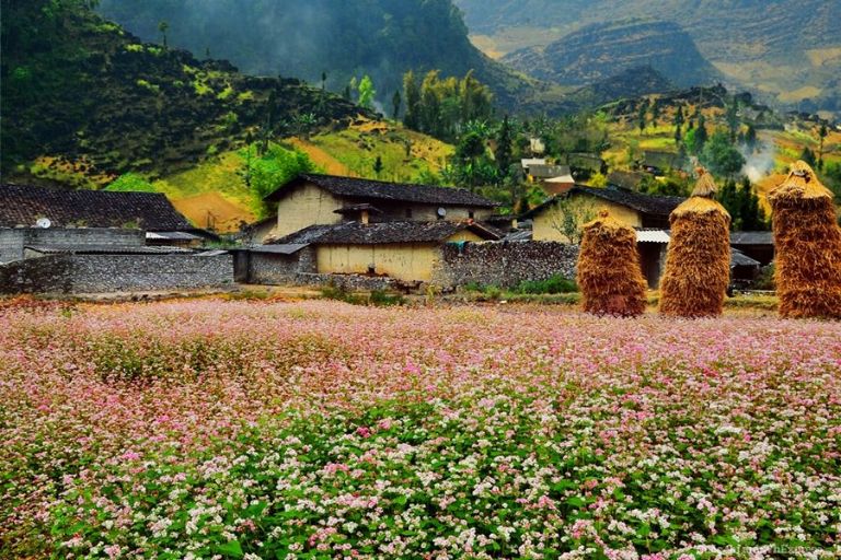 Những nếp nhà trình tường cổ kính giữa thung lũng hoa tam giác mạch Hà Giang tại làng Lũng Cẩm. 