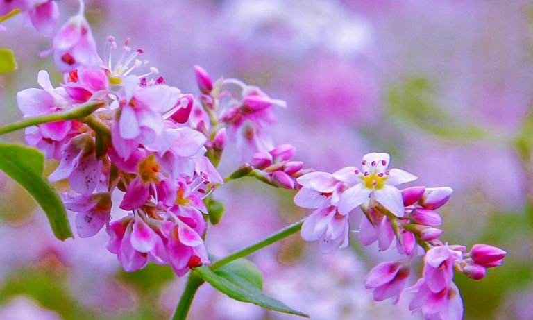 Hoa tam giác mạch Hà Giang là loại hoa tam giác mạch hồng, phớt trắng. 