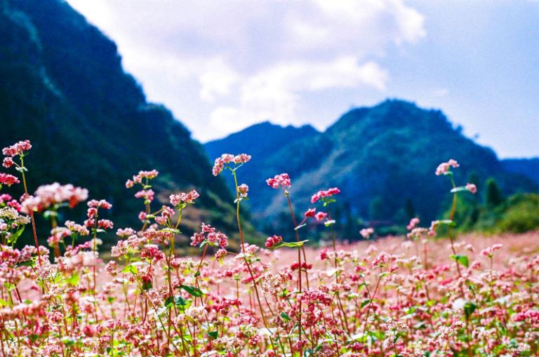 Những thung lũng hoa tam giác mạch Hà Giang luôn có sức hút cực lớn với khách du lịch. 