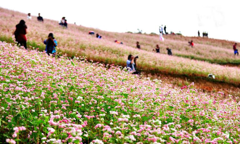 Thung lũng hoa tam giác mạch Hà Giang là địa điểm check in thu hút đông đảo du khách vào mùa hoa tháng 10,11. 