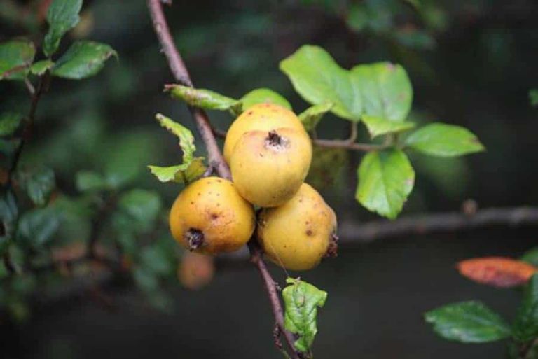 Những trái táo tàu thơm ngon và tươi roi rói được vặt tại vườn được nhiều người ghé mua nên rất nhộn nhịp