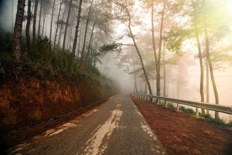 Khung cảnh mờ ảo trong sương và mây mù buổi sáng ở rừng thông Yên Minh Hà Giang. 