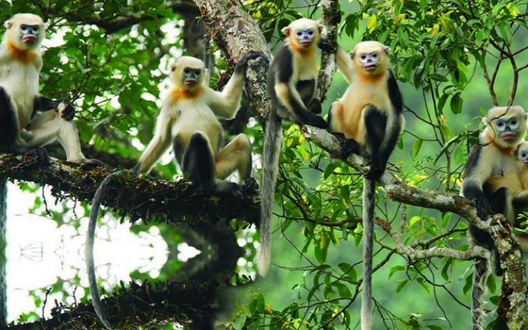 Vườn quốc gia Du Già là nơi bảo tồn loài vọoc mũi hếch quý hiếm. 