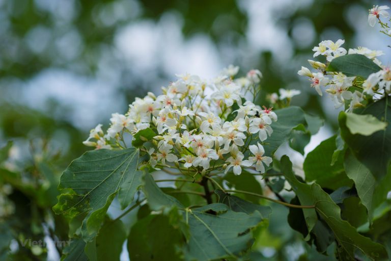 Hoa vẩu trắng muốt đầy tinh khôi là loài hoa đặc trưng của mùa du lịch Hà Giang tháng 4